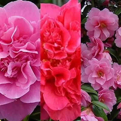 3 X Camellia Japonica Mix In 9cm Pots - Mixed Varieties • £16.99