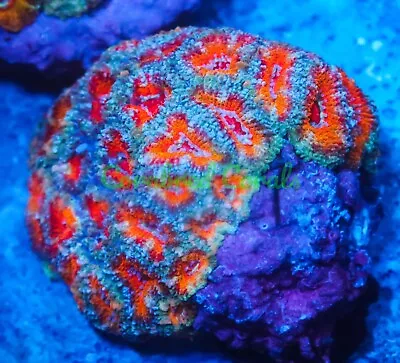 Cornbred's Mama Mia Acan - Frag - LIVE CORAL • $74.99