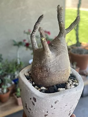 Pachypodium Gracilius  Var Roselatum • $500