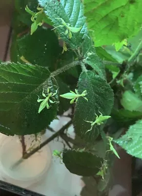 £15 • Buy 5x Leaf Insect Nymphs Unsexed (Phyllium Philippinicum ) M + F. 2-4 Weeks Old