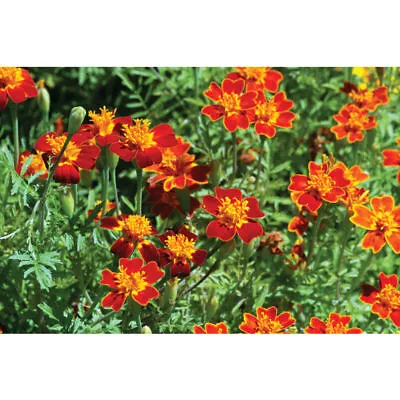 Flower Seeds - Non GMO -Variety Packs -Fresh -USA Grown Seeds • $5