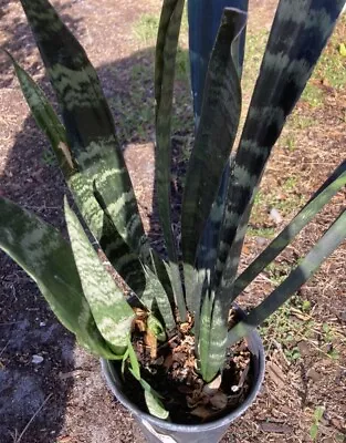 Snake Plant Mother In Law Tongue Bare Root • $10