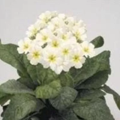 £1.19 • Buy Polyanthus - Crescendo White - 20 Seeds