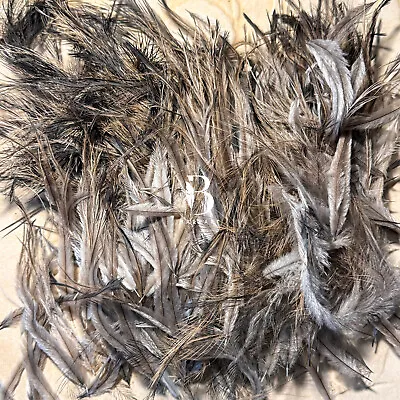 250 Australian EMU Mixed Body Feathers CRAFT FLY FISHING MILLINERY • $28