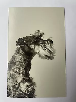 Schnauzer Dog Photo Card Astrid Harrisson 2014 B/w Crisp Unposted 3.75 X 6 • $2.49