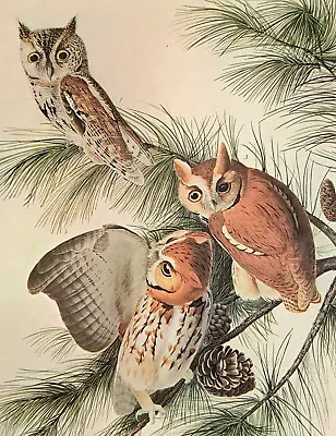 John James Audubon SCREECH OWL Bird Vintage Art Print Book Plate 26 • $14.99