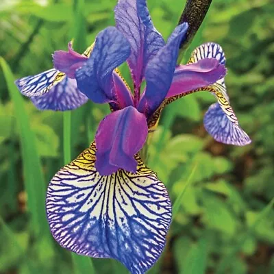 20 Heirloom Iris Seeds Fragrant Flower Plant (much Less Money Than Bulbs) • $4.36