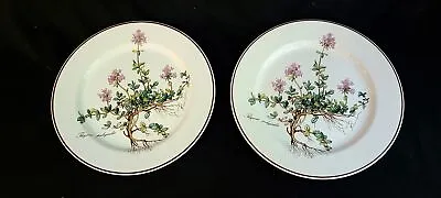 Villeroy & Boch BOTANICA Salad Plates Thymus Pulegioides W/Roots - Set/2 • $29.99