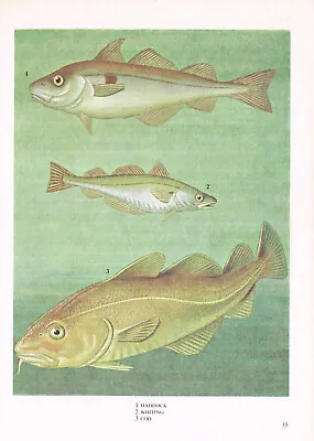 Haddock Whiting Cod Fish Print Picture Vintage 1985 IBOV#35 • $4.34
