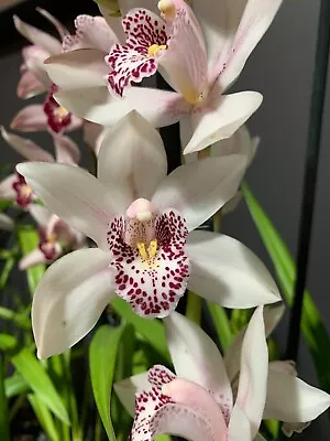 Early Flowering Cymbidium Orchid - Summer Pearl '8117 2 Spikes • $50