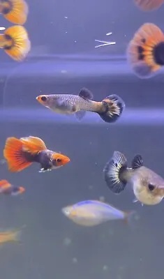 1 TrioTuxedo Koi Guppies • $21.95