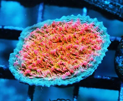 Livid Chalice Zoanthids Paly Zoa SPS LPS Corals WYSIWYG • $4.99