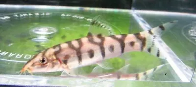 3 Yoyo Loaches Live Freshwater Aquarium Fish • $29.99