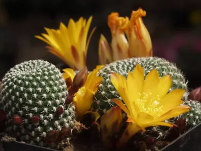 REBUTIA (Rebutia Krainziana Var. Luteiflora) 10 Seeds • $4