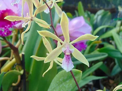 Encyclia Mapuerae Bloom Size 4  Pot RARE CUBAN SPECIES • $50