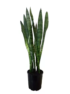 Sansevieria | Mother In Law's Tongue | Snake Plants | Established Indoor Plant. • $44.95