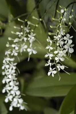 MADAGASCAR MINIATURE WHITE ORCHID SPECIES Aerangis Citrata Blooming Size Plant! • $25