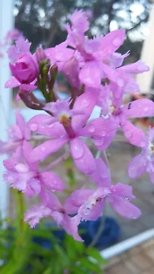 LIGHT PURPLE EPIDENDRUM Orchid Rooted KEIKI; USA Grown Fresh From Mother Plant • $9.99