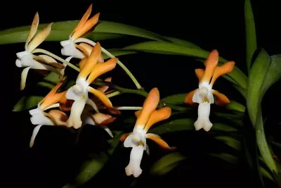 Vanda Falcata X Vanda Denisoniana • $50