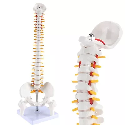 Miniature Spine Anatomy Model 15.5  Mini Vertebral Column Model Details Vert... • $50.73