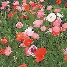 Poppy Field Mixed Scatter Seeds Grow Your Own Flowers Simply Garden • £2.49