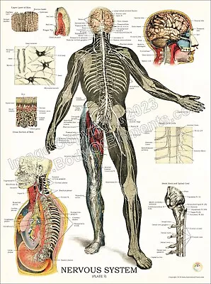 Nervous System Spinal Anatomy Human Poster 18  X 24  Anatomical Vintage Brain • $18