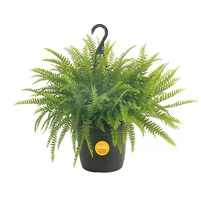 Costa Farms Boston Fern Indoor Or Outdoor Premium Live Fern Plant Potted In... • $35.25