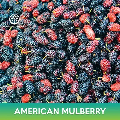 American Mulberry Seeds Red Mulberry Morus Rubra Combined Shipping On 500+ • $2.25