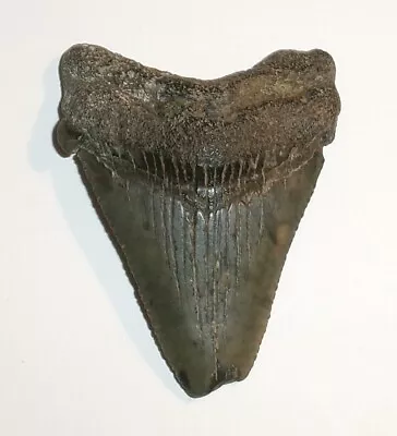 Megalodon Shark Tooth Fossil From South Carolina Real Sharks Tooth Teeth • $21.99