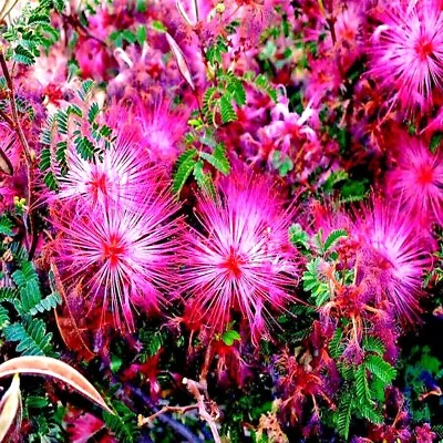 Pink Fairy Duster Tree Seeds Mesquitella Eriophylla Flowering Mimosa Plant RARE! • $6.95