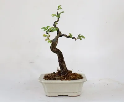 'Catlin' Chinese Elm Bonsai Tree • $195