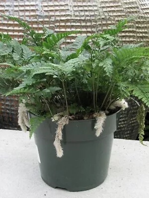 White Rabbit's Foot Fern 4  Pot - Davallia • $9.99