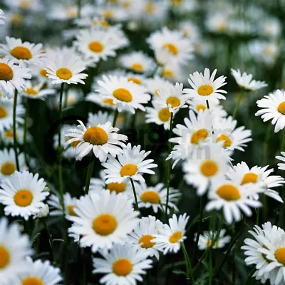 Chamomile Roman - 1 Plant - Garden Kitchen Herb For Cooking Planters Pot • £6.99