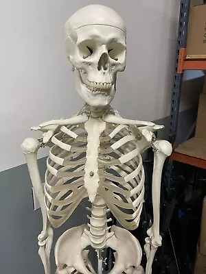 64  Life-size Skeleton Model Human Anatomy Medical Students W/Rolling Stand • $75