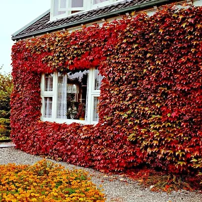 Virginia Creeper Vine Seeds Parthenocissus Quinquefolia Fast Hardy Climber Plant • $6.89