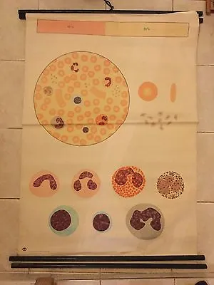 Original Vintage Medical Pull Down School Chart Of Blood Cell • $76