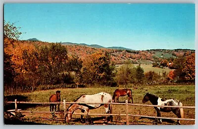 Vermont VT - Grazing Horses - & Mount Snow - Landscaped - Vintage Postcard • $5.39