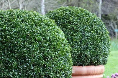 Buxus Microphylla Sinica (Chinese Boxwood) - 50 Seeds • £2.55