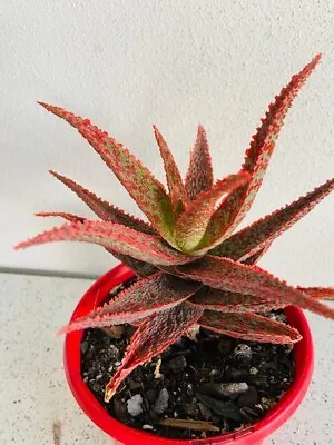 Aloe Hybrid Juno • $26.45