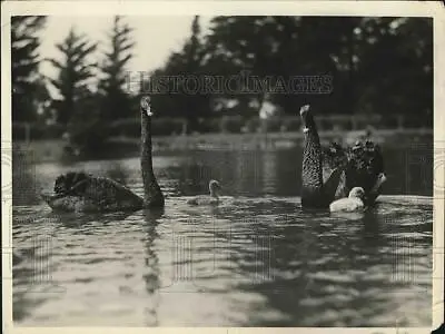 1926 Press Photo Swans Swimming In Park Lake • $16.99