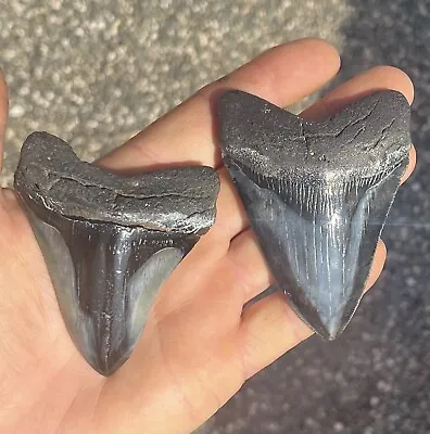 MEGALODON Fossil Giant Shark Teeth Ocean No Repair HUGE COMMERCIAL GRADE • $75