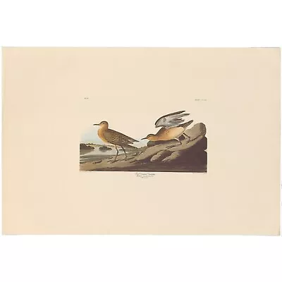 $100 • Buy Audubon Amsterdam Ed Dbl Elephant Folio Lithograph Pl  265 Buff Breasted Sandpip