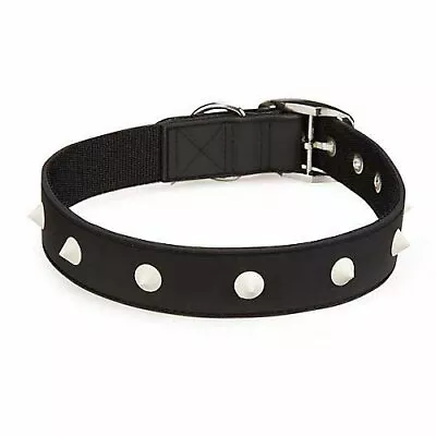 Zack & Zoey Glow Stud Collar 11 To 14-Inch Black • $10.40