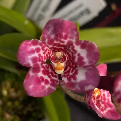 $55 • Buy Select Barrita Orchids Sarcochilus INDP/024
