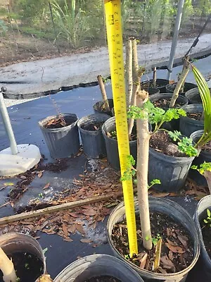  Moringa Cutting Natural/Organic Local Farm In South West Florida NonGMO/pestici • $45