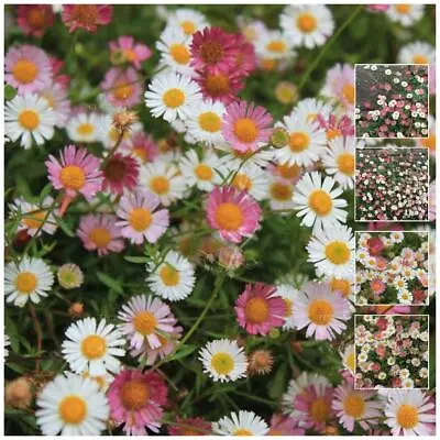 Erigeron Profusion Seeds. Heavy Flowering Evergreen Perennial. Seaside Daisy • $5.65