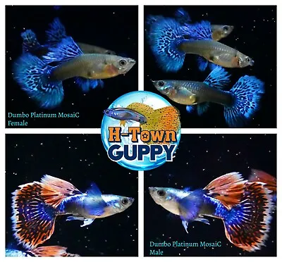 $21.95 • Buy 1 PAIR - Live Aquarium Guppy Fish High Quality - Dumbo Platinum Mosaic