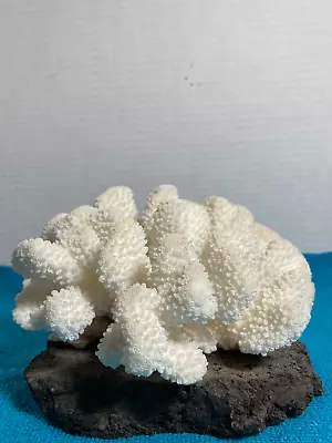 Hawaiian White Natural Sea Coral Cauliflower Shape • $27.99