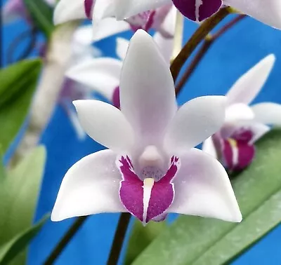 $18 • Buy THG Orchid DENDROBIUM Victorian Splendour 'Ice Magic'  In A 68mm Tube