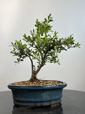 Way Of Life Bonsai Tree Japanese Holly - FREE UK DELIVERY/ NARUKO • £99.99